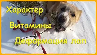 Характер сао в 4 месяца | деформация лап алабай | витамины для сао