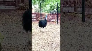 Down Under opens May 24 | Meet our cassowaries Salem and Neville
