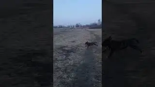 Петя бультерьер 😎 