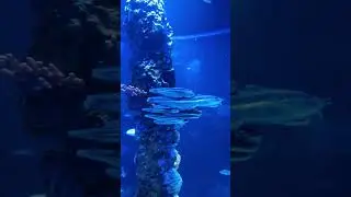 Hurghada Grand Aquarium