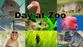 Beautiful Day at Zoo with Family - tropical fish - animals birds
