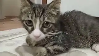 ⁉️The rescued mother cat made various sounds when she saw the kittens. #cat #catlover #kitten #yt