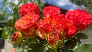 Роза Вулканика (Rose Vulcanica)  г. Киев 29 июня 2024 г.