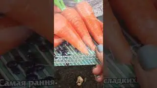 Поздняя морковь удалась!