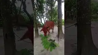 কোরবানির গরু পার্ট 2 #shorts