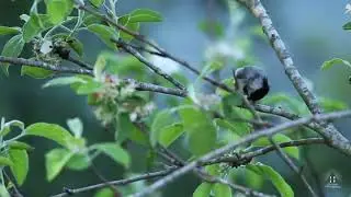 Carolina Chickadee  eating in apple tree