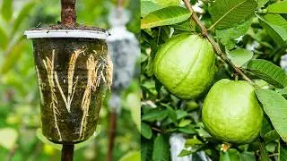 How to grow guava trees - Guava tree propagation by air layering