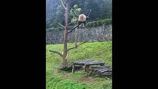 The poor panda fell from the tree.