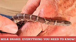 Milk Snakes! Everything you need to know!