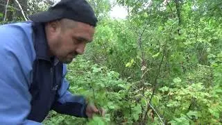 Немного грибов вам в ленту