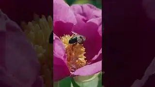 #bee at work #shorts #short #nature #flowers