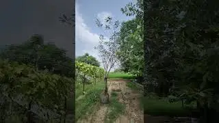 Pilkhan Tree Ficus Virens Curtain Fig Tree 4 years old in Pot (August 2023)