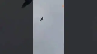 приобрели голубя оцените😉