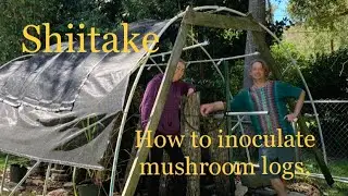 How to inoculate mushroom logs, shiitake mushrooms step-by-step.  ￼￼￼￼ February 4, ￼2023