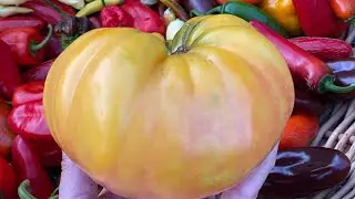 Huge Garden Harvest