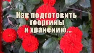 Как подготовить георгины к хранению Хранение георгин зимой