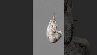 Dragon lizard i guess #3d #3danimation #blender