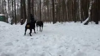 Ротвейлер Мавр и азиатка Бара. Игры)))