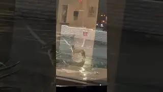 Feeding a Coyote
