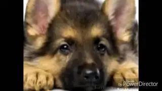 У 90% людей после того как посмотрят это видео поднимется настроение