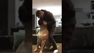 Big Boerboel loves Her Daddy 