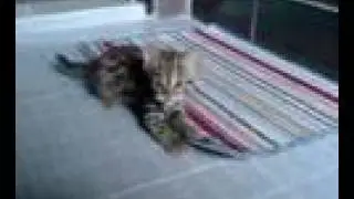 Asian Leopard Cat Kitten dancing