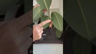 Você teria coragem de cortar uma Ficus elástica? 🫢 https://www.plantie.com.br/?utm_source=YTshorts
