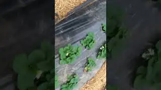 Клубника на юге почти зимой