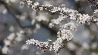 Springtime test 1
