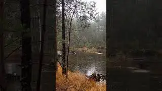 Forest rain sounds for sleeping