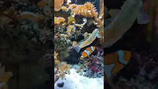 Рыба клоун. Clown fish.#fish #clown #рыба #рыбаклоун #аквариум #aquarium #впоискахнемо