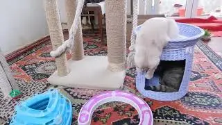 DSCN8738 Забавные вислоухие котята