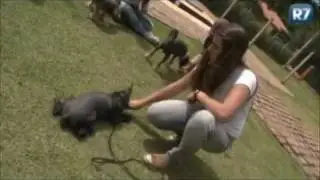 Saiba mais sobre a profissão de adestrador