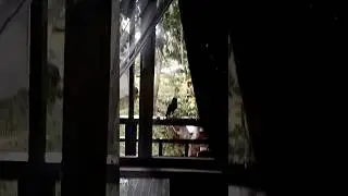 Foreigner attacked by a crow while having coffee 😱 