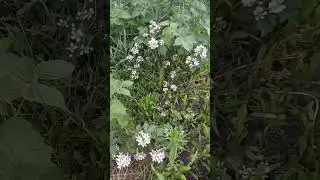 ежевика агавам в цвету