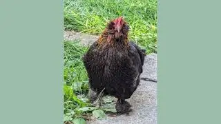 Cute Fuzzy Chicken!