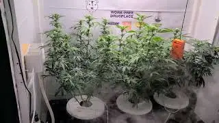 Gaia Green and Aquaculture System