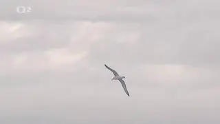 Футаж полет чайки