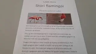 Furðudýr vikunnar - Stóri flamingói