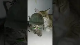 dua serdadu #cat #kucingabuabuyanglucu #babyanimal #catlover #kucinglucuiimut #babycat