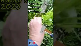 КИНЗА ОГ уродилась | Первый урожай | Нарезала целый таз #Заготовки на зиму часть 1-ая 🌿 25 мая 🌿