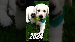 2024 dog 🐶 vs 5000 BCE dog 🐕 💥💥 #viral #shorts