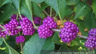 American Beautyberry