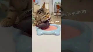 This is so yummy 😋  #asmrsounds #cats #asmreating #kittycat
