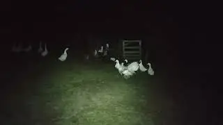 Turkey Struts For Ducks After Dark