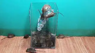 good mouse trap/rat trap/Electric mouse trap / mouse trap using 12v . battery