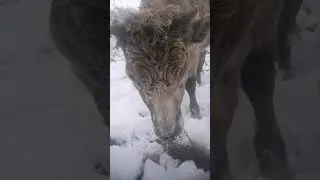 Буйволы 