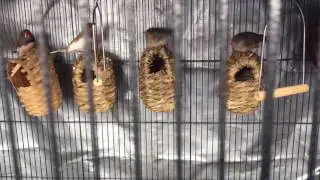 Glimpse into my 2017 Finch Breeding Set Up