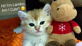 Cute kitten Lambo wants to sleep | British shorthair