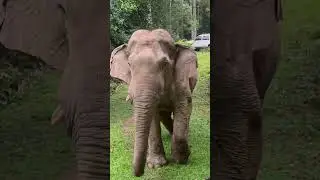 พี่เดี่ยวแวะมาทักทายครับ #เขาใหญ่ #forestelephant #animalnews #wildlife #elephanthabitat #animals